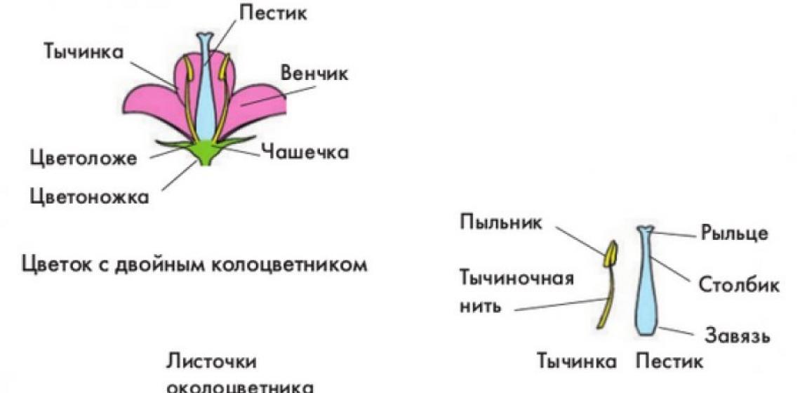 Растения однодомные и двудомные Однодомные и двудомные